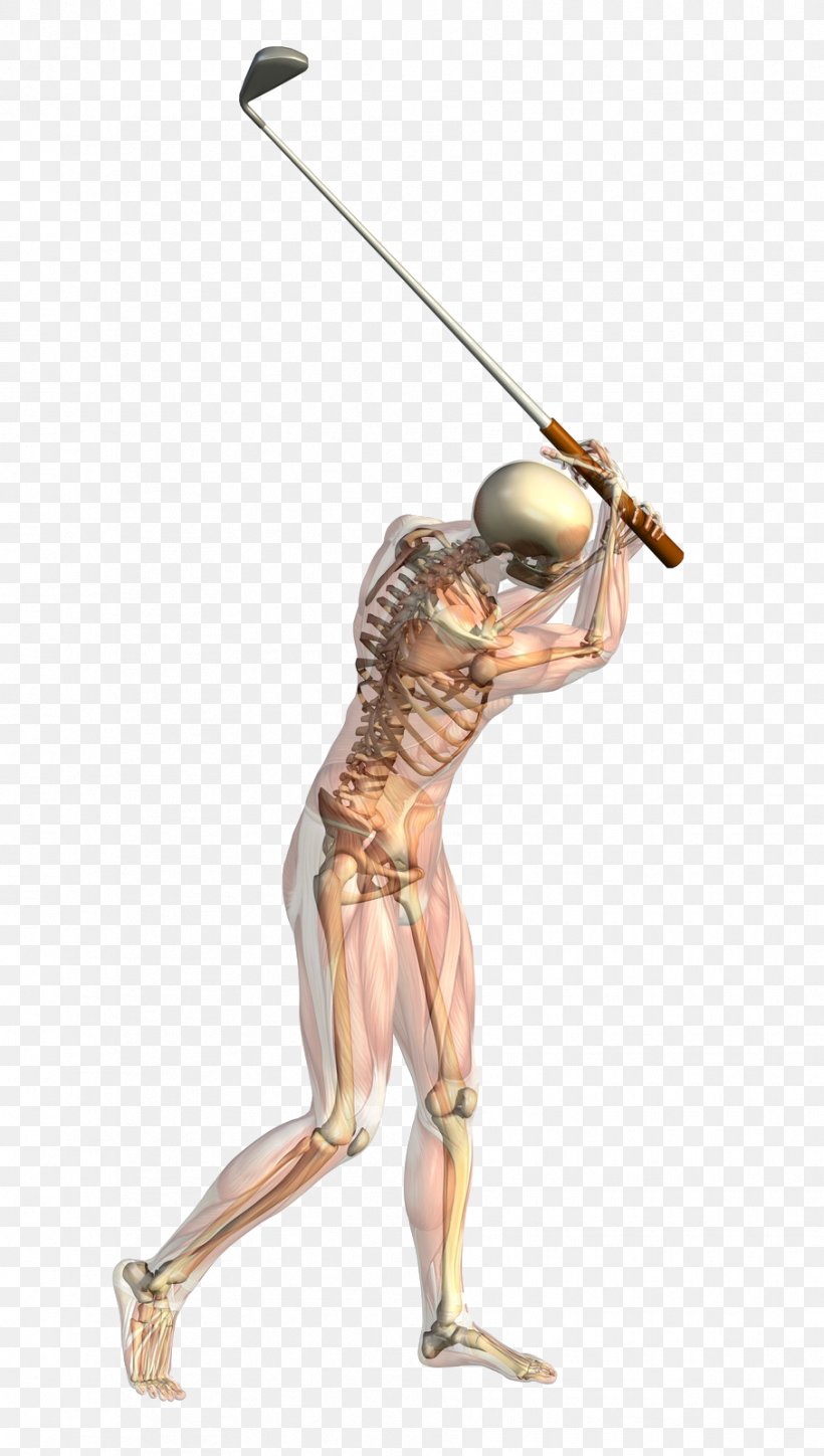 Golf Stroke Mechanics Skeleton And Muscles Anatomy Stock Photography, PNG, 906x1600px, Watercolor, Cartoon, Flower, Frame, Heart Download Free