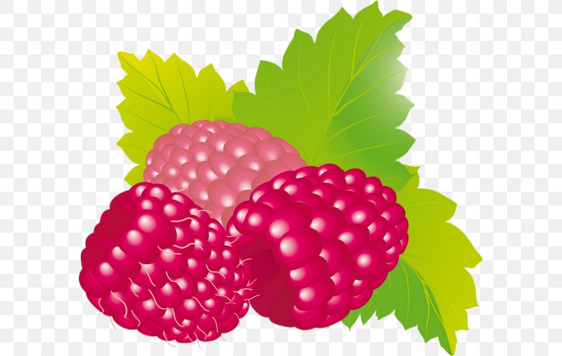 Raspberry Fruit Boysenberry Strawberry, PNG, 590x520px, Raspberry, Amora, Auglis, Berry, Blackberry Download Free