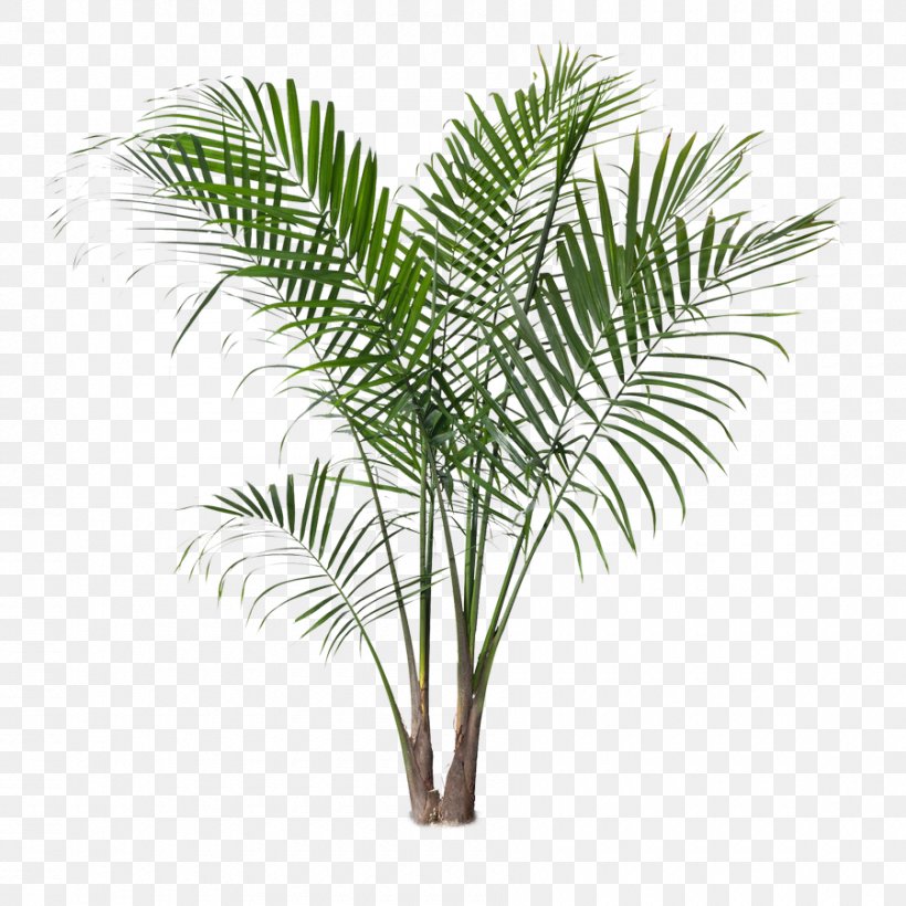 Ravenea Rivularis Houseplant Areca Palm Tree, PNG, 900x900px, Ravenea Rivularis, Areca Palm, Arecaceae, Arecales, Attalea Speciosa Download Free