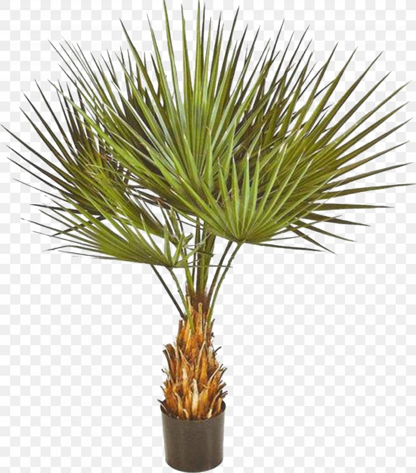 Washingtonia Robusta Washingtonia Filifera Yucca Rostrata Arecaceae Plant, PNG, 4126x4693px, Washingtonia Robusta, Areca Palm, Arecaceae, Arecales, Borassus Flabellifer Download Free