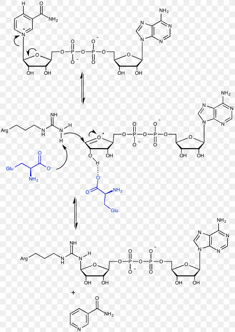 ADP-ribosylation Adenosine Diphosphate Poly (ADP-ribose) Polymerase Cholera Toxin, PNG, 2042x2880px, Adpribosylation, Adenosine Diphosphate, Adenosine Diphosphate Ribose, Adenosine Triphosphate, Area Download Free