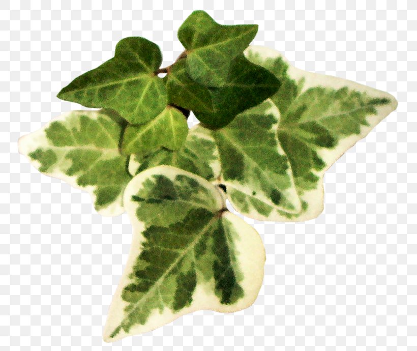 Leaf Vegetable Herb Clip Art, PNG, 800x690px, Leaf, Article, Blog, Flowerpot, Herb Download Free