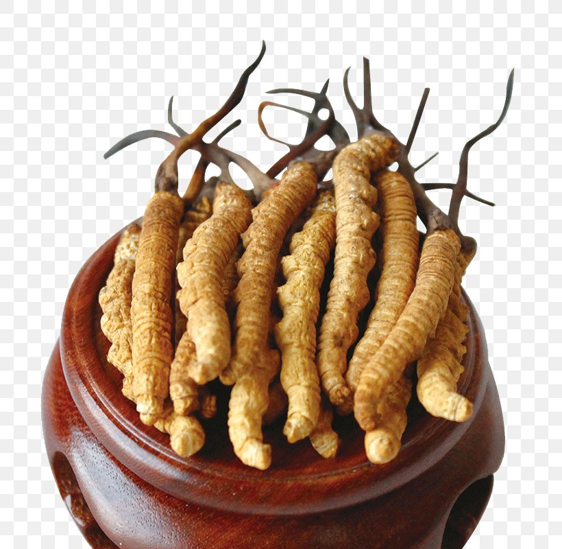 Caterpillar Fungus Cordyceps Traditional Chinese Medicine Traditional Medicine, PNG, 800x800px, Caterpillar Fungus, Animal Source Foods, Cistanche Deserticola, Cordyceps, Crude Drug Download Free