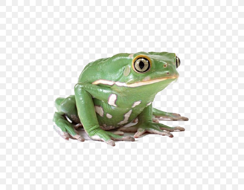 Frog Lithobates Clamitans Clip Art, PNG, 627x639px, Frog, Amphibian, Display Resolution, Lithobates Clamitans, Organism Download Free