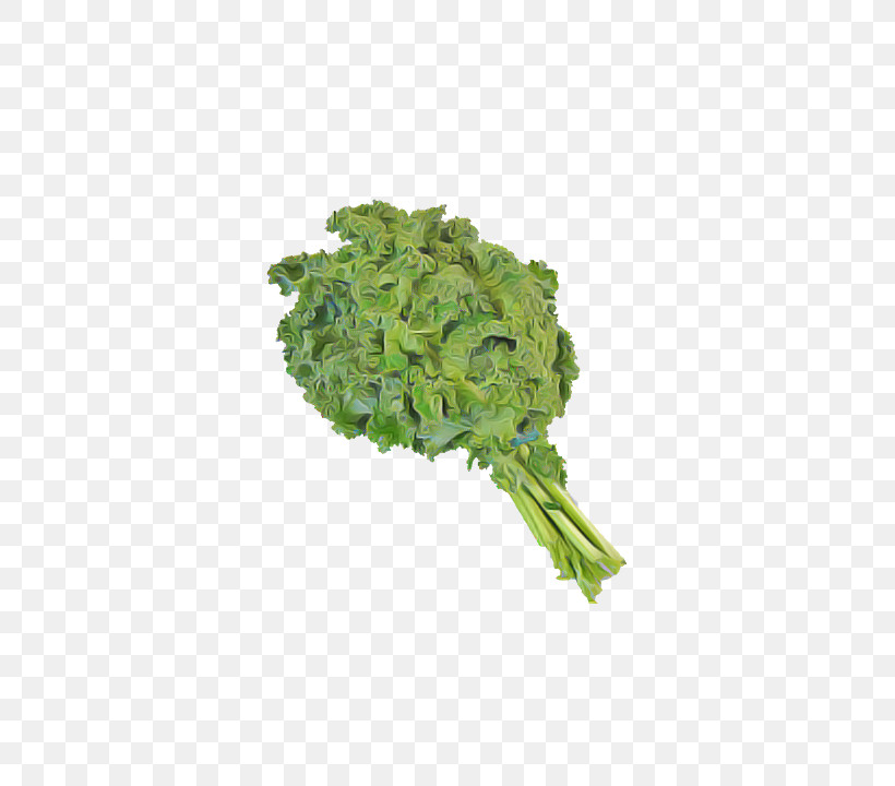 Leaf Vegetable Vegetable Plant Food Leaf, PNG, 561x720px, Leaf Vegetable, Flower, Food, Herb, Leaf Download Free