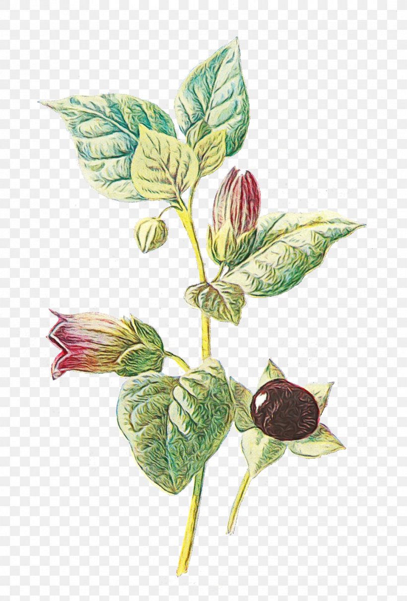Belladonna Medicinal Plants Bittersweet Asphodelus Albus, PNG, 1083x1600px, Watercolor, Anthurium, Asphodelus Albus, Atropa, Basil Download Free