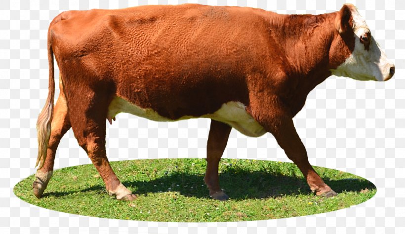 Cartoon Grass, PNG, 1087x629px, Holstein Friesian Cattle, Animal Figure, Beef Cattle, Bovine, Bull Download Free