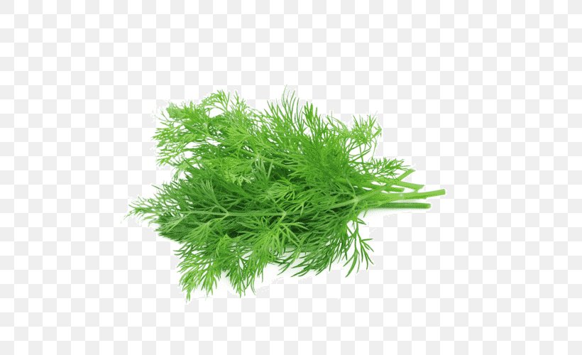 Fennel Herb Stock Photography Dill Image, PNG, 500x500px, Fennel, American Larch, Anise, Aquarium Decor, Artemisia Download Free