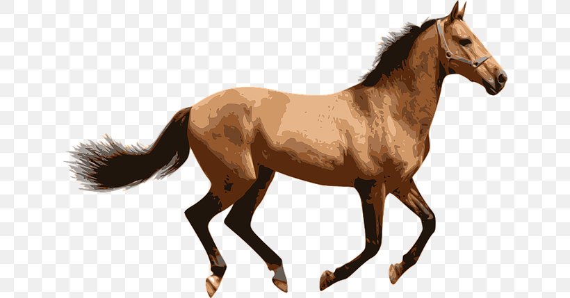American Miniature Horse Pony, PNG, 640x429px, American Miniature Horse, Bridle, Colt, Display Resolution, Foal Download Free