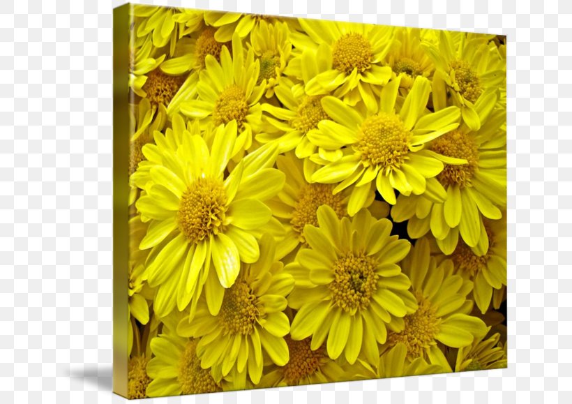 Common Sunflower Chrysanthemum Daisy Family Yellow, PNG, 650x579px, Flower, Chrysanthemum, Chrysanths, Common Daisy, Common Sunflower Download Free