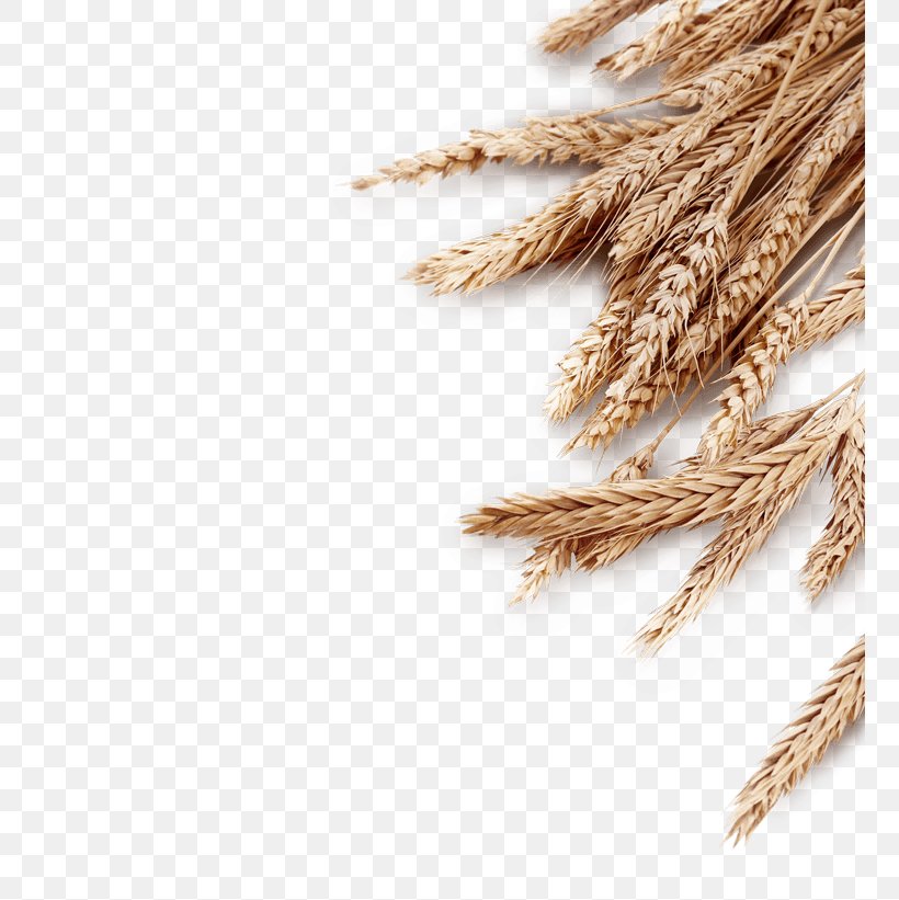 Emmer Cereal Ear Stock Photography Sheaf, PNG, 759x821px, Emmer, Advertising, Cereal, Cereal Germ, Commodity Download Free