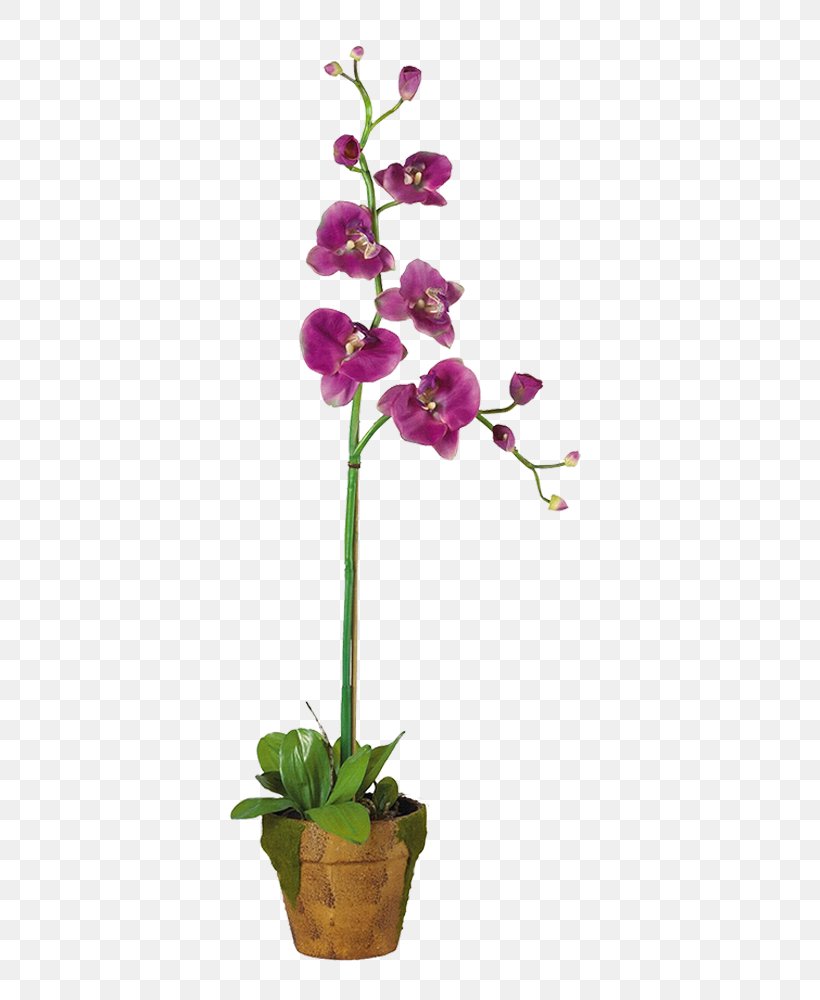 Dendrobium Orchids Cut Flowers Plant, PNG, 750x1000px, Dendrobium, Bird Of Paradise Flower, Boat Orchid, Cut Flowers, Flora Download Free