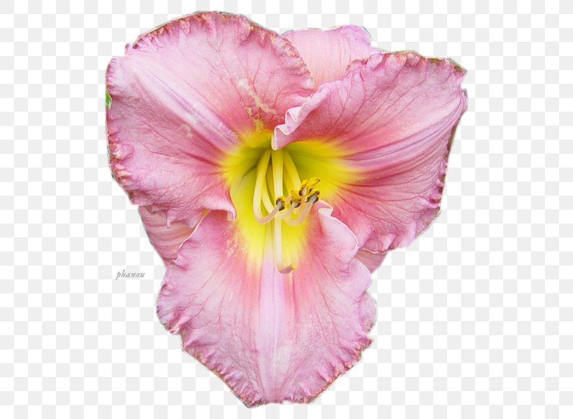 Mallows Cut Flowers Petal Pink M, PNG, 600x600px, Mallows, Cut Flowers, Daylily, Family, Flower Download Free