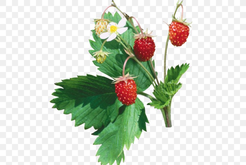 Musk Strawberry Fruit, PNG, 525x550px, Strawberry, Berry, Digital Image, Food, Food Preservation Download Free