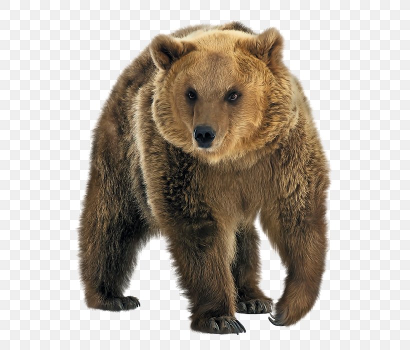 Polar Bear Kamchatka Brown Bear Stock Photography East Siberian Brown Bear Kodiak Bear, PNG, 598x700px, Polar Bear, American Black Bear, Bear, Bears, Brown Bear Download Free