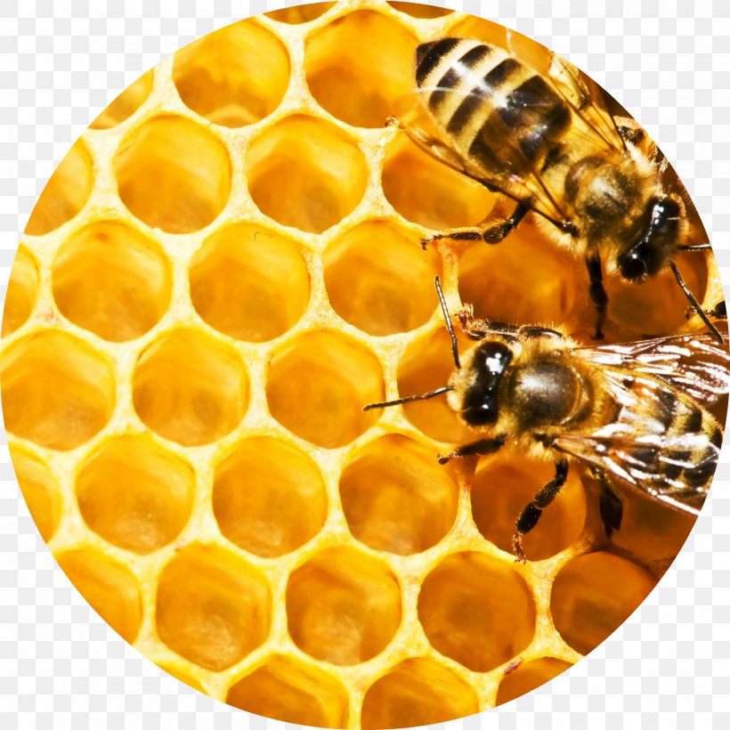Western Honey Bee Honeycomb Beehive Beeswax, PNG, 2000x2000px, Bee, Bee Pollen, Beehive, Beekeeping, Beeswax Download Free