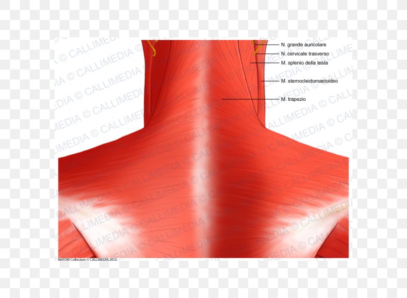 Brand Shoulder Angle, PNG, 600x600px, Brand, Heat, Joint, Neck, Red Download Free