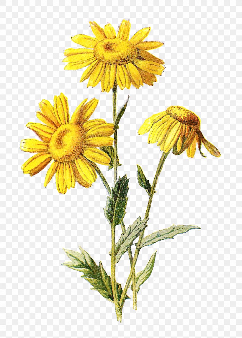 Mexican Marigold Familiar Wild Flowers Wildflower Cornflower, PNG, 1145x1600px, Mexican Marigold, Agrostemma Githago, Blue, Botany, Chamaemelum Nobile Download Free