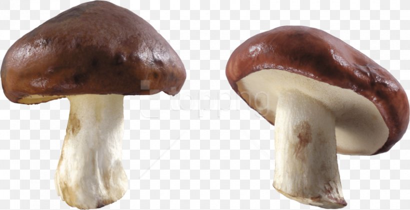Edible Mushroom Shiitake Clip Art, PNG, 850x437px, Mushroom, Agaric, Agaricaceae, Agaricomycetes, Agaricus Download Free