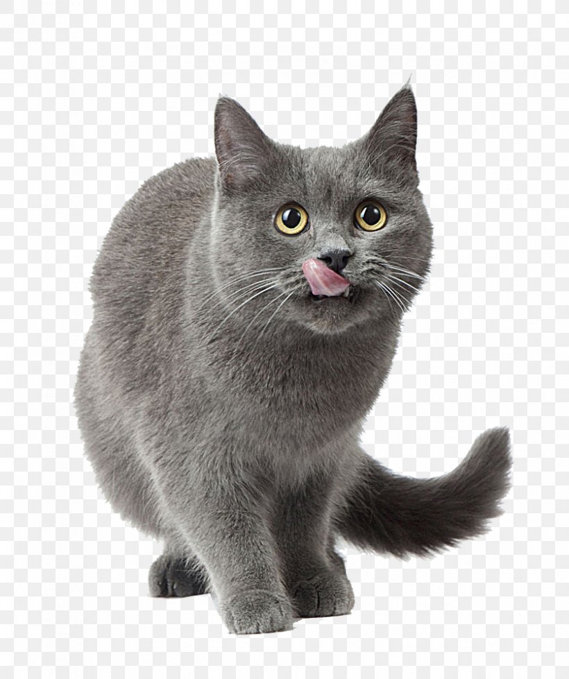 Russian Blue American Shorthair Cat Food Kitten Dog, PNG, 837x1000px, Russian Blue, American Shorthair, American Wirehair, Asian, Asian Semi Longhair Download Free