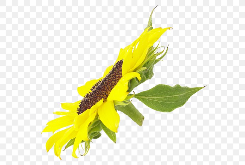 Common Sunflower Clip Art Image Psd, PNG, 600x552px, Common Sunflower, Digital Image, Flower, Flowering Plant, Plant Download Free