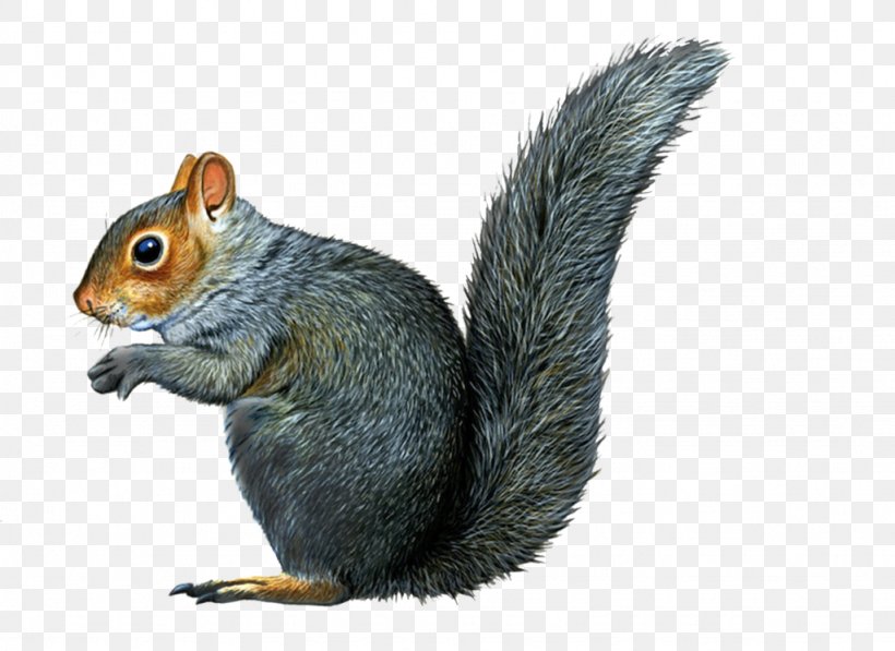Eastern Gray Squirrel Raccoon Chipmunk Illustration, PNG, 1024x746px, Chipmunk, Art, Black Squirrel, Drawing, Eastern Gray Squirrel Download Free