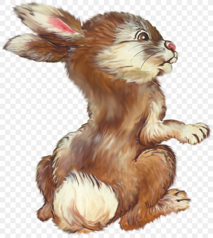 Rabbit Dog Hare .de Wildlife, PNG, 1035x1158px, Rabbit, Canidae, Carnivora, Carnivoran, Dog Download Free
