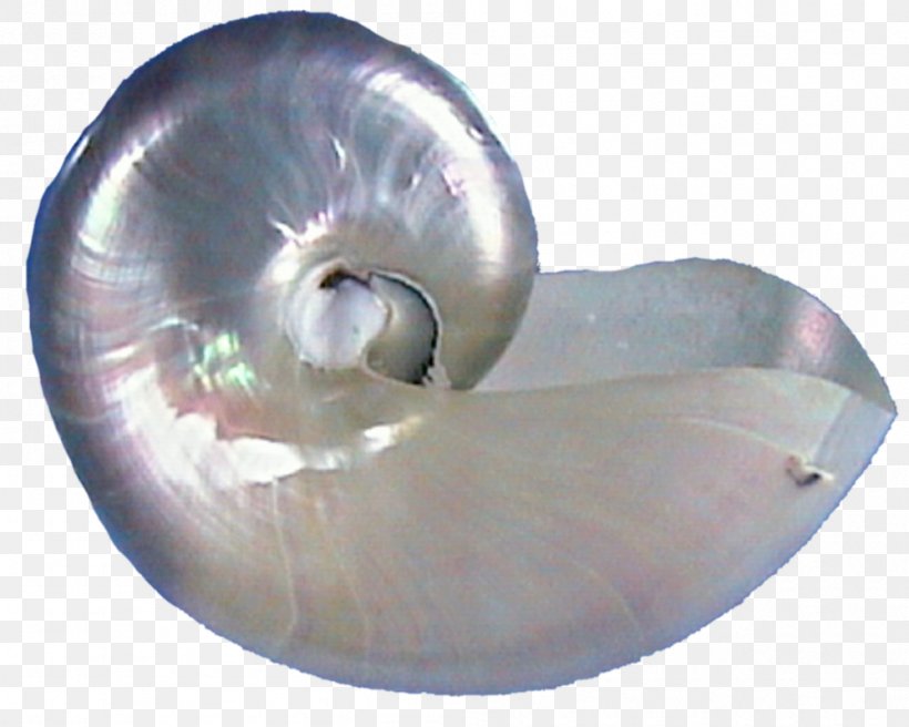 Seashell Oyster Pearl Conch Spiral, PNG, 999x800px, Seashell, Ammonites, Bivalvia, Conch, Drawing Download Free