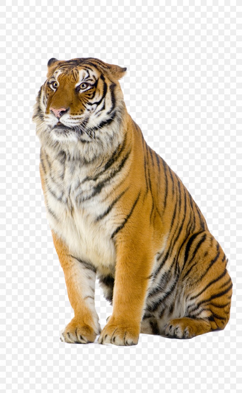 Bengal Tiger Cat Stock Photography, PNG, 1023x1662px, Bengal Tiger, Big Cats, Carnivoran, Cat, Cat Like Mammal Download Free