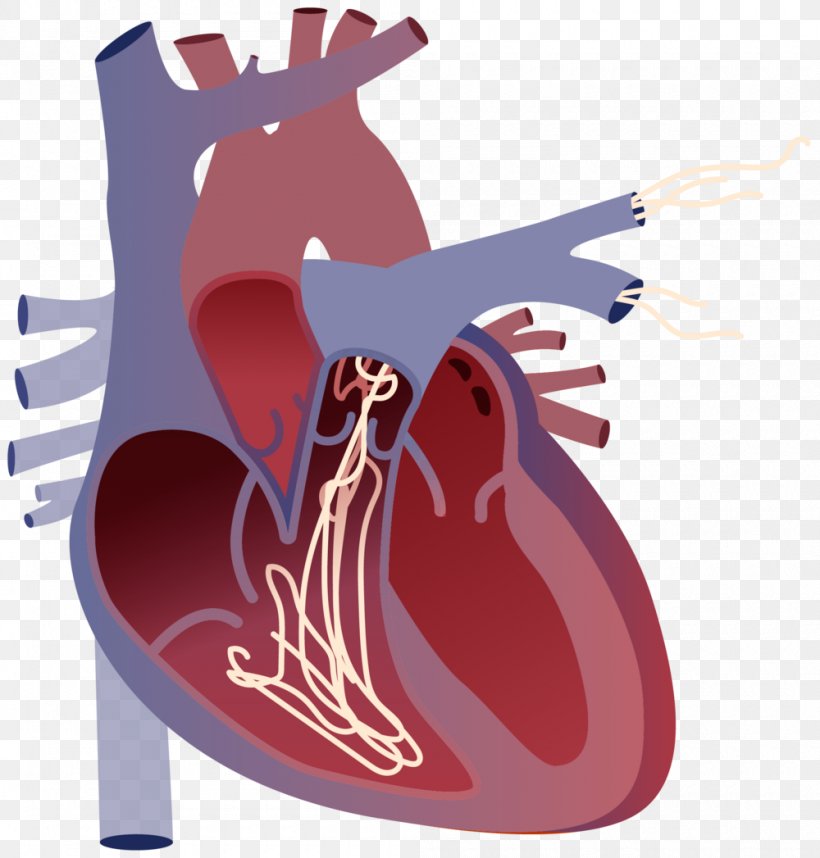 Dirofilariasis Heartworm Centro Veterinario VetSevilla Illustration, PNG, 1000x1047px, Watercolor, Cartoon, Flower, Frame, Heart Download Free
