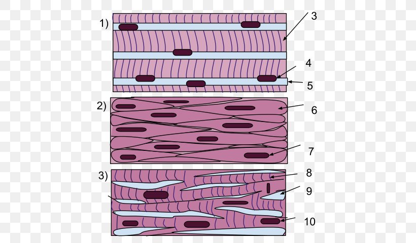 Smooth Muscle Tissue Skeletal Muscle Cardiac Muscle, PNG, 640x480px, Muscle Tissue, Anatomy, Area, Biceps, Brachialis Muscle Download Free