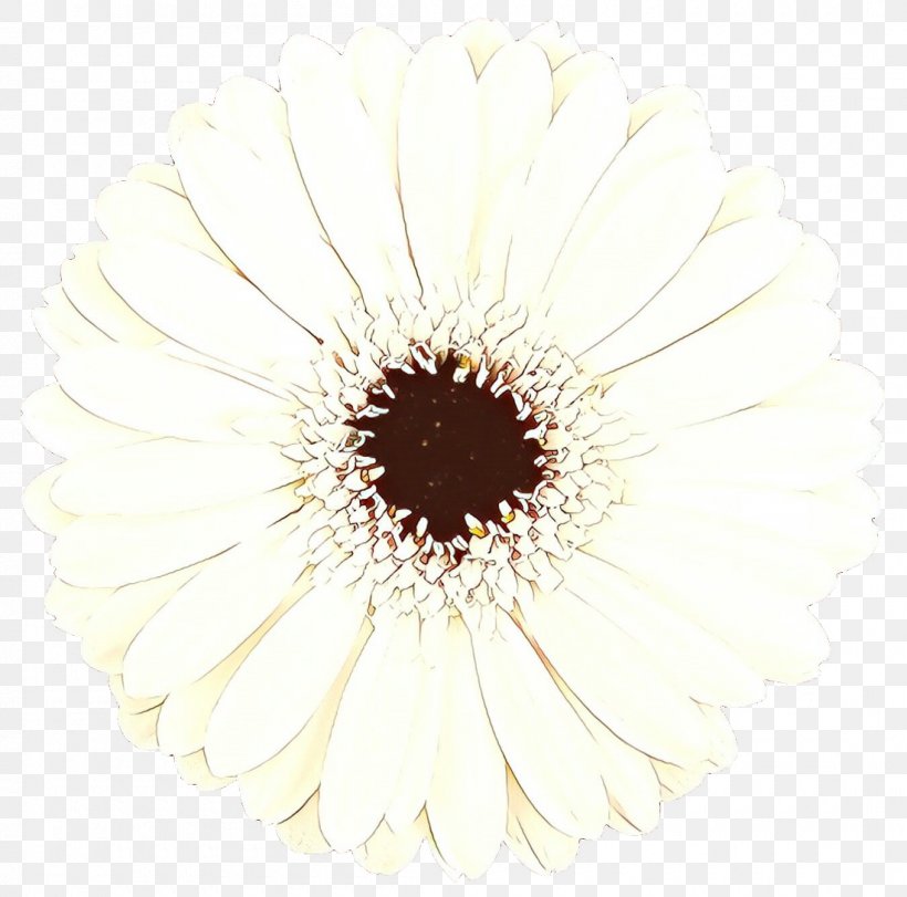 Transvaal Daisy Close-up, PNG, 1100x1088px, Transvaal Daisy, Aster, Asterales, Barberton Daisy, Beige Download Free