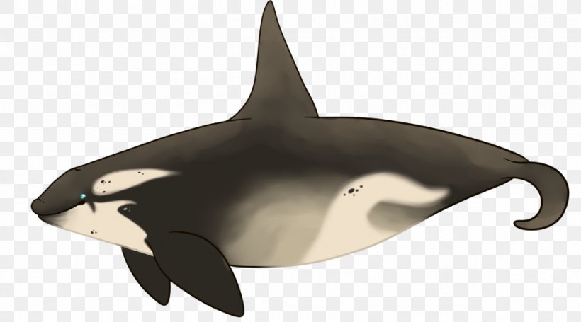 Tucuxi White-beaked Dolphin Killer Whale Fauna, PNG, 974x541px, Tucuxi, Cetacea, Dolphin, Fauna, Fin Download Free