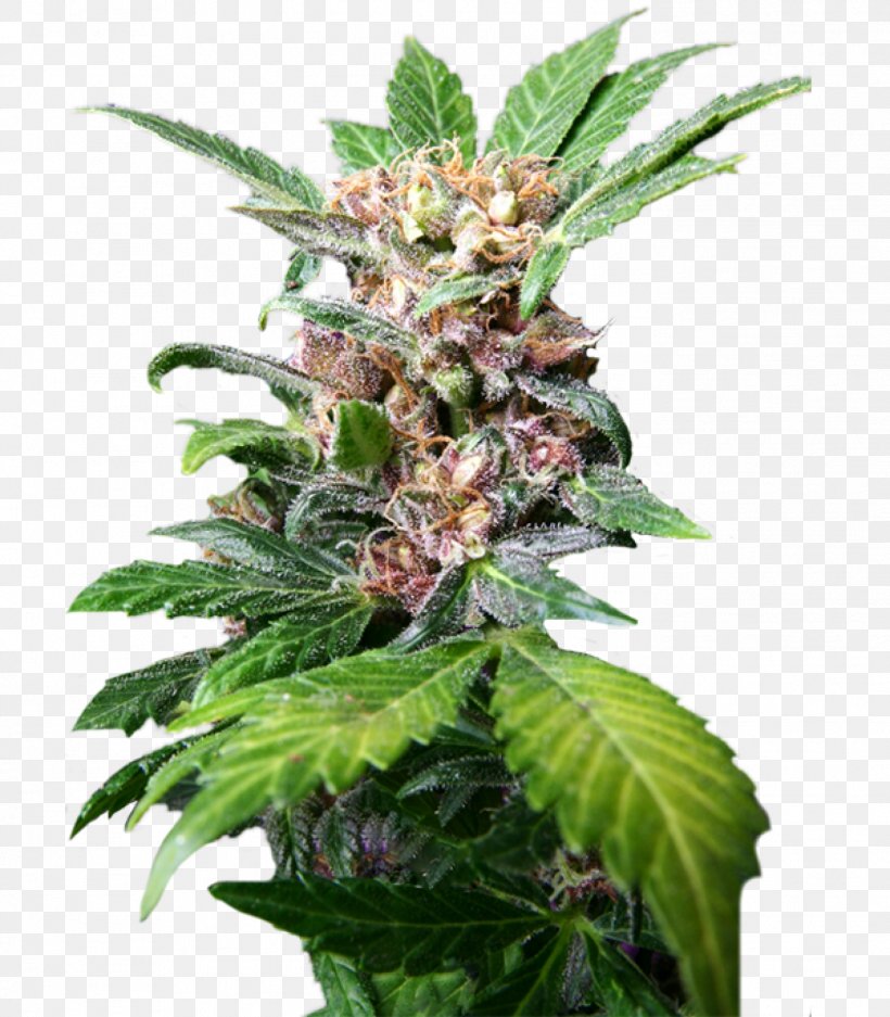 Autoflowering Cannabis Medical Cannabis Kush Tetrahydrocannabinol, PNG, 1399x1600px, 420 Day, Cannabis, Autoflowering Cannabis, Cannabis Sativa, Cultivar Download Free