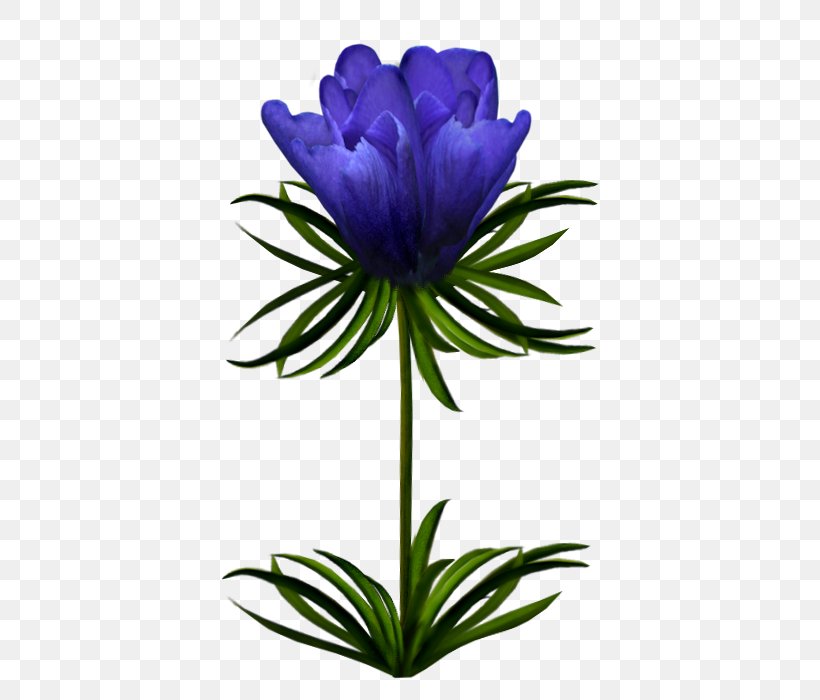Cut Flowers Plant Stem Wildflower, PNG, 700x700px, 2018, Cut Flowers, Anemone, Aster, Bellflower Family Download Free