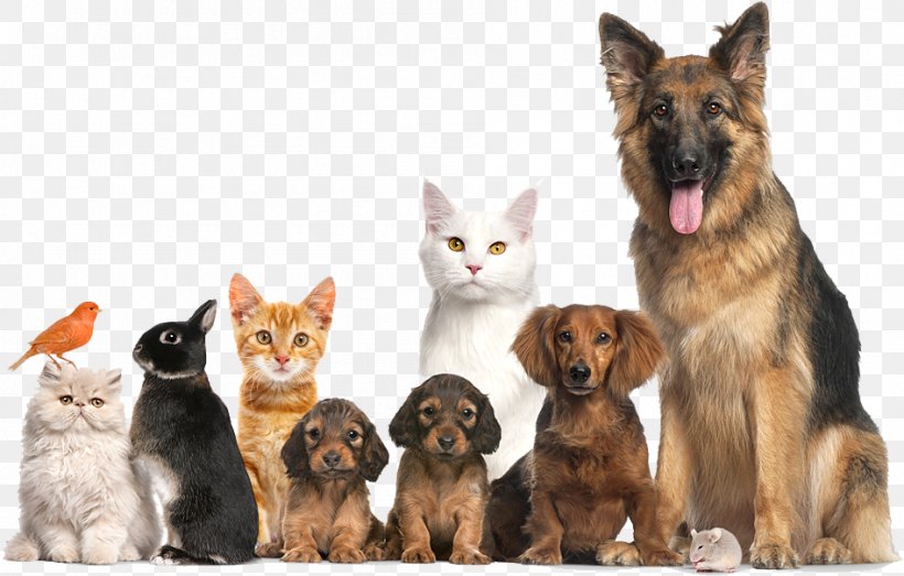 Dog Cat Pet Adoption Animal Shelter, PNG, 947x605px, Dog, Animal Control And Welfare Service, Animal Shelter, Animal Welfare, Cat Download Free