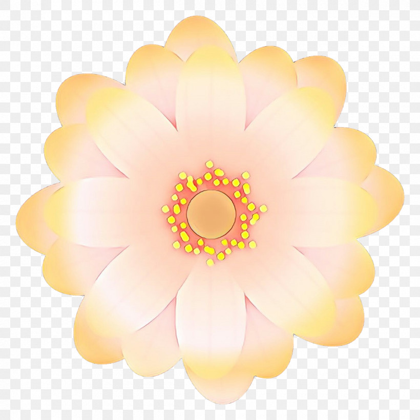 Petal Yellow Pink Flower Plant, PNG, 1200x1200px, Petal, Flower, Gerbera, Pink, Plant Download Free