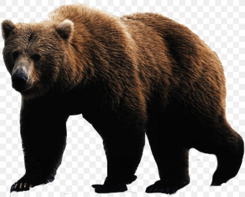 Polar Bear American Black Bear Grizzly Bear, PNG, 850x683px, Bear, Alaska Peninsula Brown Bear, American Black Bear, Brown Bear, California Grizzly Bear Download Free