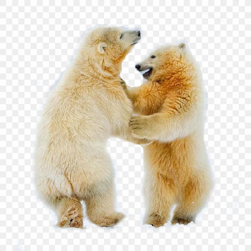 Polar Bear Cubs Arctic Fox Dance, PNG, 960x960px, Polar Bear, Animal, Arctic, Arctic Fox, Art Download Free