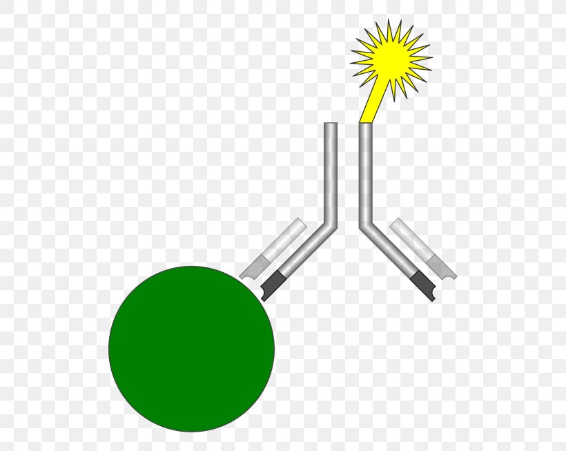 Radioimmunoassay ELISA Biochemistry, PNG, 560x653px, Immunoassay, Analyte, Antibody, Antigen, Assay Download Free