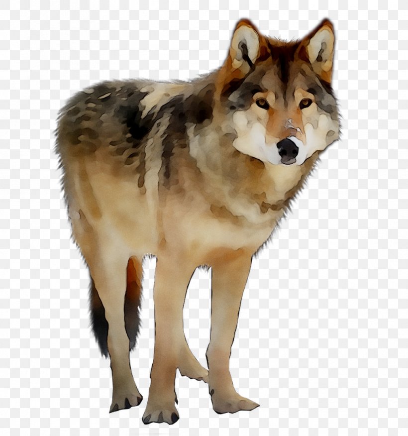 Saarloos Wolfdog Czechoslovakian Wolfdog Coyote American Indian Dog Alaskan Tundra Wolf, PNG, 1035x1106px, Saarloos Wolfdog, Alaskan Tundra Wolf, Ancient Dog Breeds, Canadian Eskimo Dog, Canidae Download Free