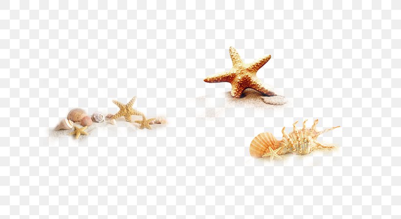 Seashell Icon, PNG, 811x448px, Seashell, Beach, Marine Biology, Sea, Sea Snail Download Free