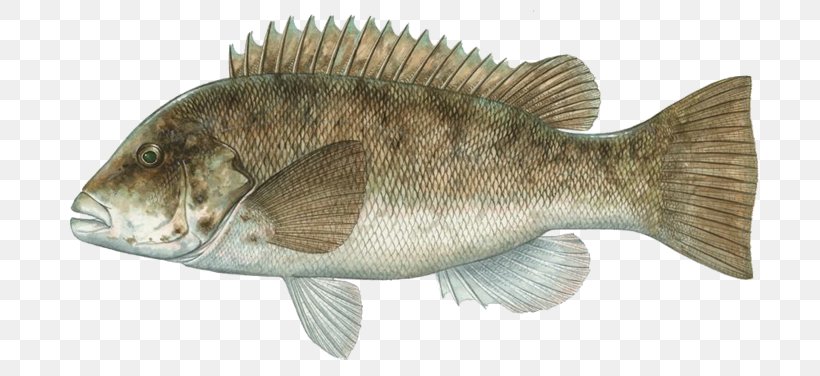 Tilapia Tautog International Game Fish Association Bass Fishing, PNG, 720x376px, Tilapia, Barramundi, Bass, Black Sea Bass, Blackfish Download Free