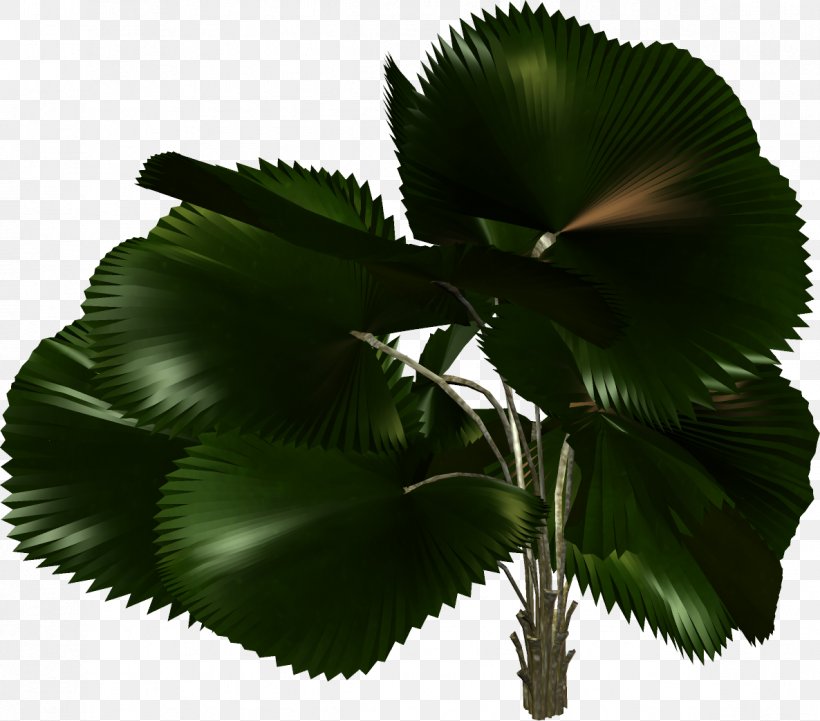 Tree Plant Arecaceae Clip Art, PNG, 1186x1043px, Tree, Arecaceae, Coconut, Gimp, Leaf Download Free