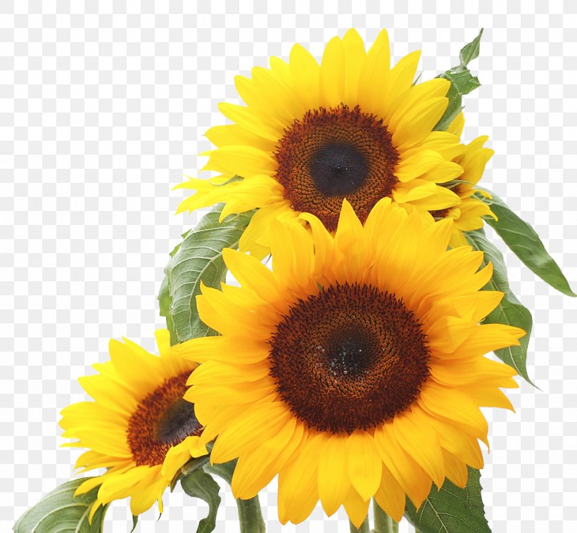 Common Sunflower Sunflower Seed Daisy Family Clip Art, PNG, 973x900px, Common Sunflower, Annual Plant, Barnett Wood Infant School, Botanical Illustration, Cartoon Download Free