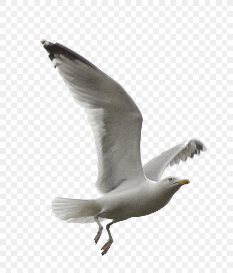 European Herring Gull Gulls Bird KakaoTalk, PNG, 826x967px, European Herring Gull, Beak, Bird, Charadriiformes, Deviantart Download Free