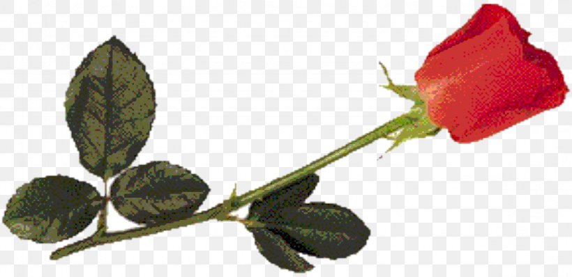 Garden Roses Paper Wedding Invitation Bud Leaf, PNG, 1179x573px, Garden Roses, Bud, Coreldraw, Flora, Flower Download Free
