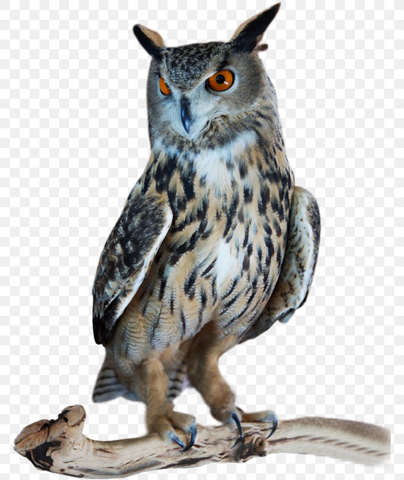 Great Horned Owl Bird Tawny Owl Northern Hawk-owl, PNG, 767x973px, Owl, Bank, Barn Owl, Beak, Bird Download Free