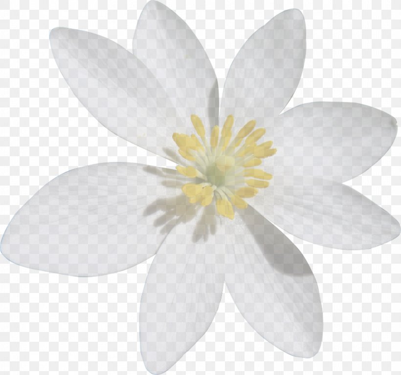 Petal White Flower, PNG, 1920x1800px, Petal, Common Daisy, Flower, Flowering Plant, Plant Download Free