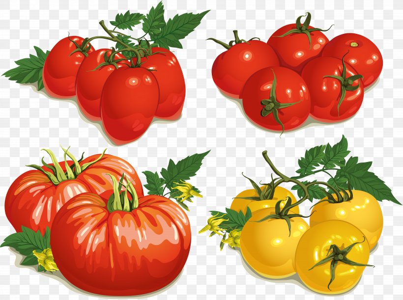 Tomato, PNG, 9342x6969px, Vegetable, Bush Tomato, Cherry Tomato, Cherry Tomatoes, Drawing Download Free